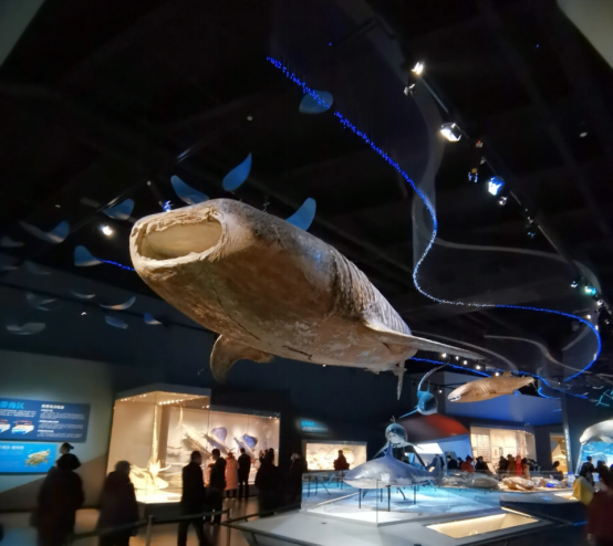 海洋生物场景空间