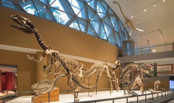 自然馆的恐龙化石场景