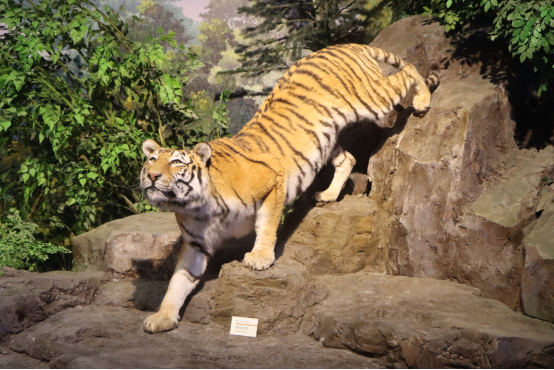 灯光投射位置最好往后