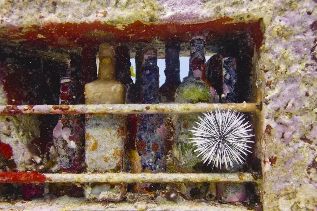 世界上最大、最具雄心的水下人工艺术景点之一